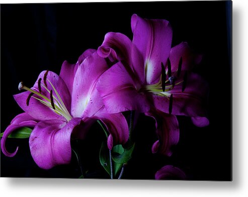 Lillies Metal Print featuring the photograph Sad but Pretty by Monte Arnold