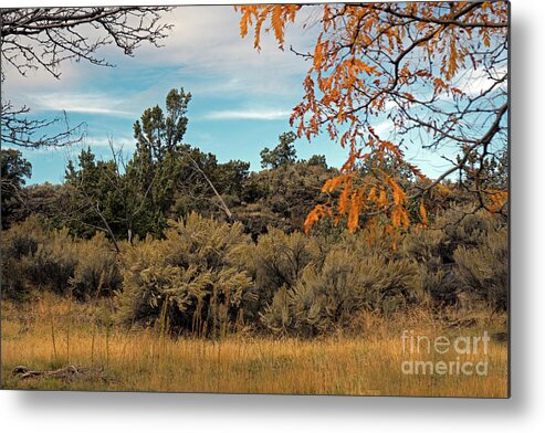 Sagebrush Metal Print featuring the photograph Sagebrush and Lava by Cindy Murphy - NightVisions