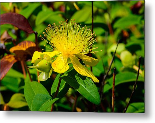 Flower Metal Print featuring the photograph Saint John's Wort Blossom by Tikvah's Hope