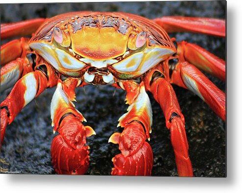 Crab Metal Print featuring the photograph Sally Lightfoot Crab by Sue Cullumber