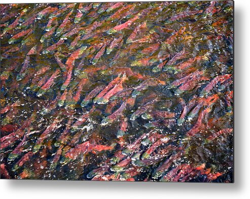 Fish Metal Print featuring the photograph Salmon So Thick You Can Walk On Them by Mary Lee Dereske