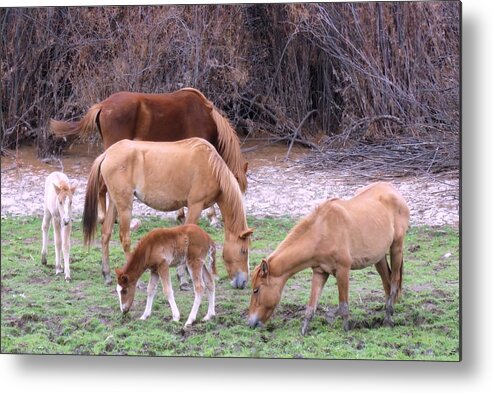 Arizona Metal Print featuring the photograph Salt River Wild Horses in Winter by Judy Kennedy