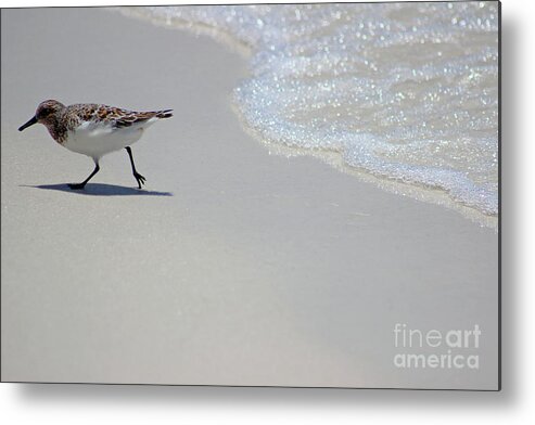 Alba Metal Print featuring the photograph Sanderling Bird 2016 by Karen Adams