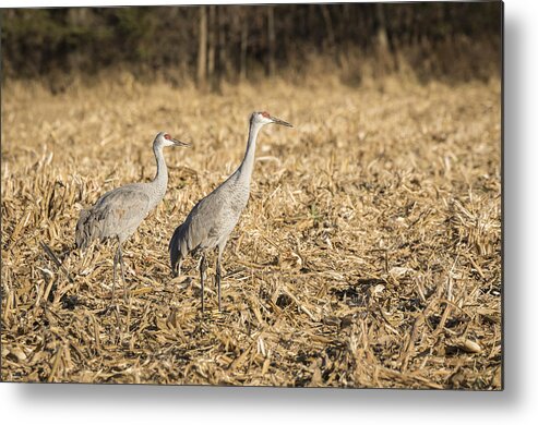 Sandhill Cranes Metal Print featuring the photograph Sandhill Cranes 2015-2 by Thomas Young