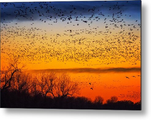 Critter Metal Print featuring the photograph Sandhill Setting over The Platte by Sylvia J Zarco