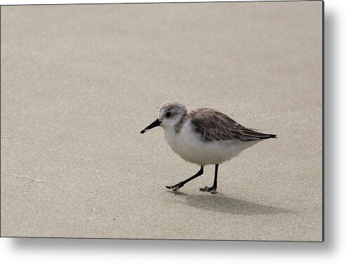 Sandpiper Metal Print featuring the photograph Sandpiper at the Beach by Jean Clark