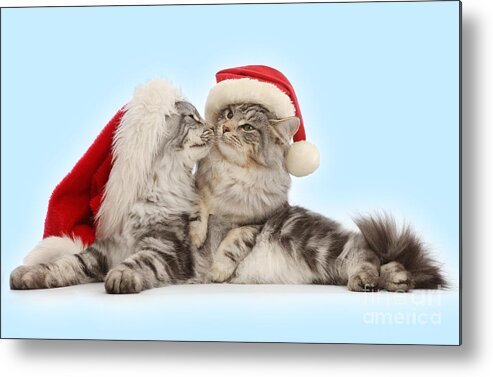 Father Christmas Metal Print featuring the photograph Santas kissing Cats by Warren Photographic