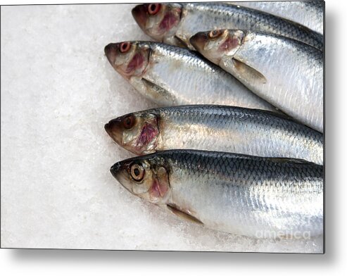 Buy Metal Print featuring the photograph Sardines on ice by Jane Rix