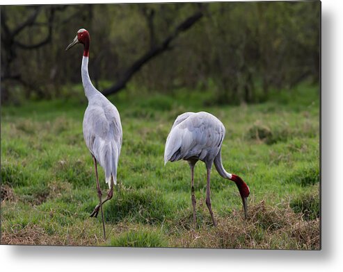 Pair_for_life Metal Print featuring the photograph Sarus Crane - Pair for Life by Ramabhadran Thirupattur
