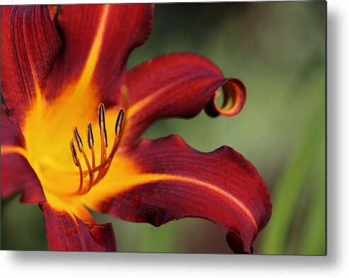 Daylily Curl Metal Print featuring the photograph Sassy Daylily by Tammy Pool
