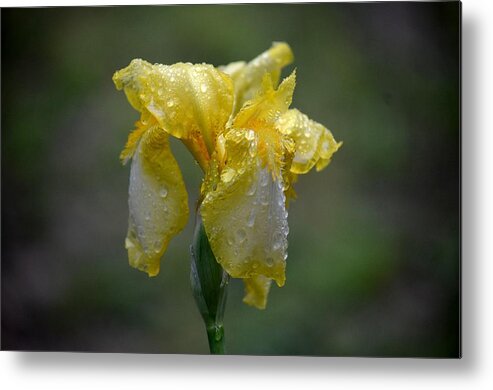 Saturated Gold Metal Print featuring the photograph Saturated Gold by Maria Urso