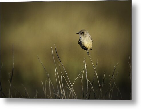 Bird Metal Print featuring the photograph Say's Flycatcher by Dusty Wynne