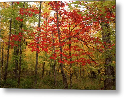 Autumn Metal Print featuring the photograph Scarlet Rebel #2 by Irwin Barrett