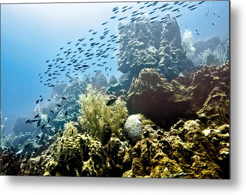 Fish School Metal Print featuring the photograph School fish rainbow by Perla Copernik