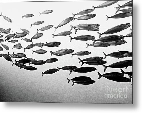 Fish Metal Print featuring the photograph School's Out by Tom Griffithe