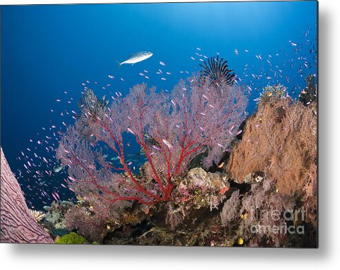 Sea Fan Metal Print featuring the photograph Sea Fan On Reef, Fiji by Reinhard Dirscherl