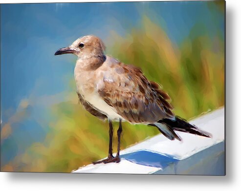 Gull Metal Print featuring the painting Sea Gull of Boca Grande by Richard Leighton