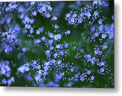 Sea Lavender Metal Print featuring the photograph Sea Lavender by Debbie Oppermann