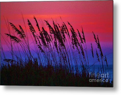 Kerisart Metal Print featuring the photograph Sea Oat Sunset by Keri West