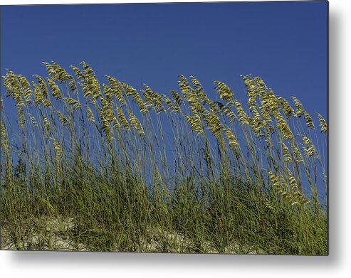 Original Metal Print featuring the photograph Sea oats on the dunes by WAZgriffin Digital