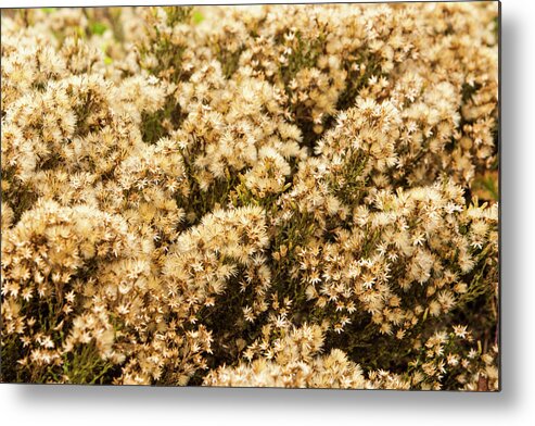 Foliage Metal Print featuring the photograph Sea of flowers by Jason Hughes