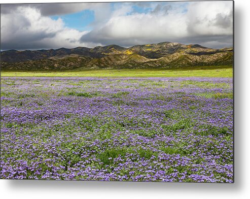 Carrizo Metal Print featuring the photograph Sea of Purple by Rick Pisio