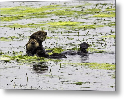 Sea Otter Metal Print featuring the photograph Sea Otters 1 by Paul Riedinger