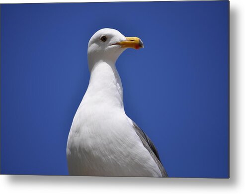 Mission Bay Metal Print featuring the photograph Seagull by Bridgette Gomes