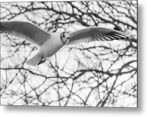 Seagull Metal Print featuring the photograph Seagull fly by trees by Gyorgy Kotorman