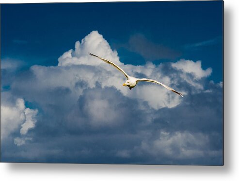 Seagull Metal Print featuring the photograph Seagull High Over the Clouds by Andreas Berthold