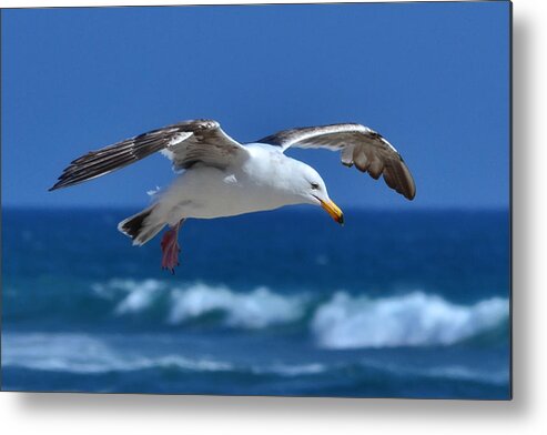Gull Metal Print featuring the photograph Seagull in Flight by Anthony Murphy