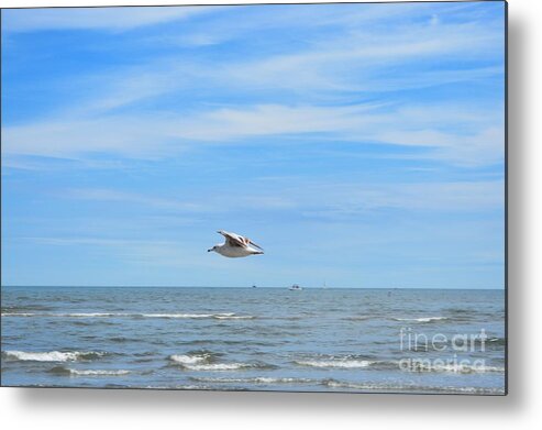 Seagull Metal Print featuring the photograph Seagull in Flight by Dani McEvoy