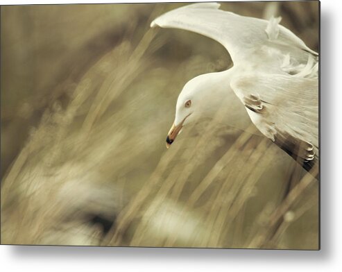 Seagull Metal Print featuring the photograph Seagull in Wheat by Carrie Ann Grippo-Pike
