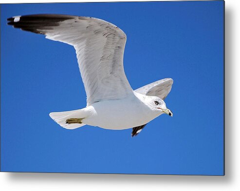 Photography Metal Print featuring the photograph Seagull by Ludwig Keck