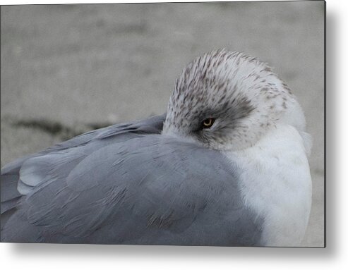 Sea Metal Print featuring the photograph Seagull on the beach by Cathy Harper