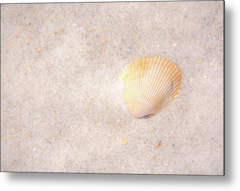 Shell Metal Print featuring the photograph Seashell by Pamela Williams
