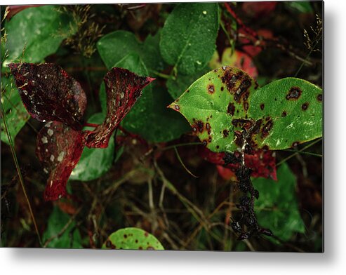 Leaves Metal Print featuring the photograph Season Color by Gene Garnace