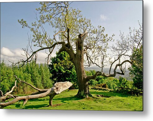 Tree Metal Print featuring the photograph Season of Renaissance. by Elena Perelman