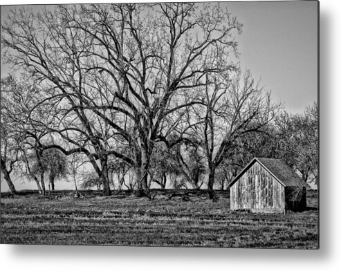 Trees Metal Print featuring the photograph Secluded by Bonnie Bruno