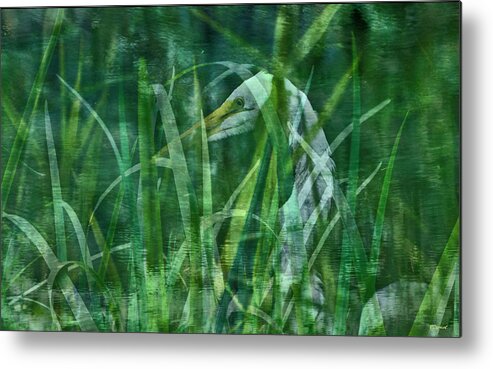 Egret Metal Print featuring the photograph Secretive Egret by Christopher Byrd