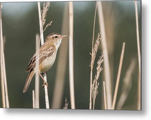 Nature Metal Print featuring the photograph Sedge in the Sedge by Wendy Cooper