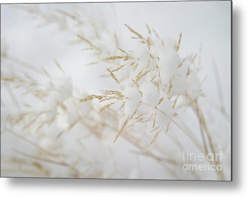 Winter Metal Print featuring the photograph Seeds of Winter by Katie LaSalle-Lowery
