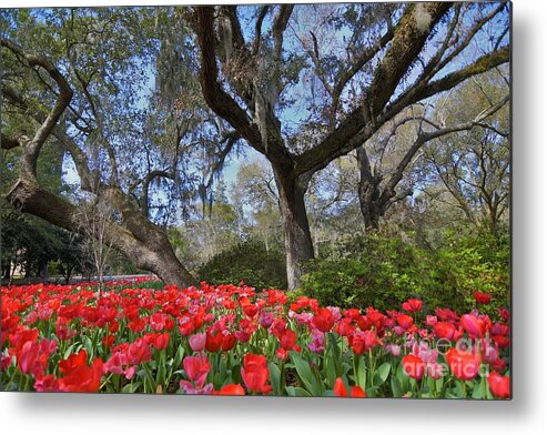 Oak Trees Metal Print featuring the photograph Seeing Red by Julie Adair