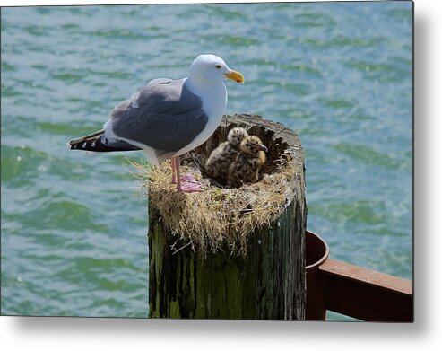 Seagull Metal Print featuring the photograph Seagull Family by Richard J Cassato