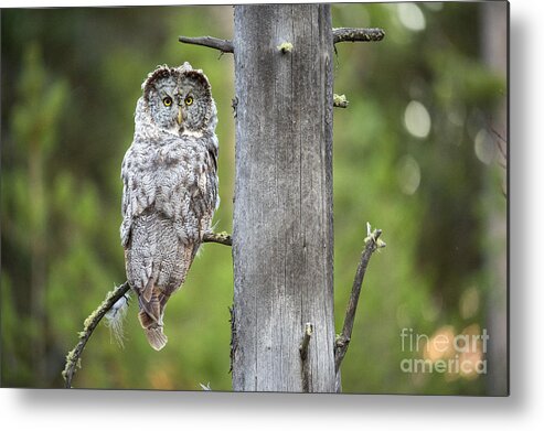 Great Gray Owl Metal Print featuring the photograph Hindsight by Aaron Whittemore