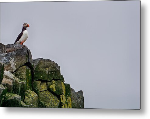 Puffin Metal Print featuring the photograph Sentinel by Amanda Jones