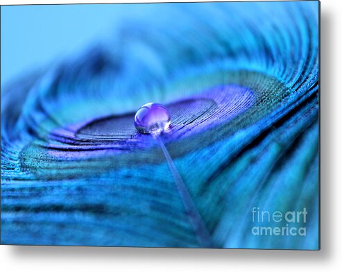 Peacock Feather Metal Print featuring the photograph Serenity Begins by Krissy Katsimbras