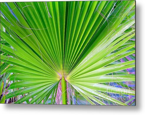  Nonflowering Plant Metal Print featuring the photograph Shades Of Green by Jody Frankel 