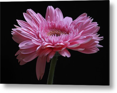 Gebera Metal Print featuring the photograph Shades of Pink by Juergen Roth