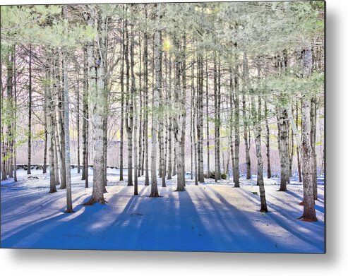 Treescape Metal Print featuring the photograph Shadowfax by Jeff Cooper